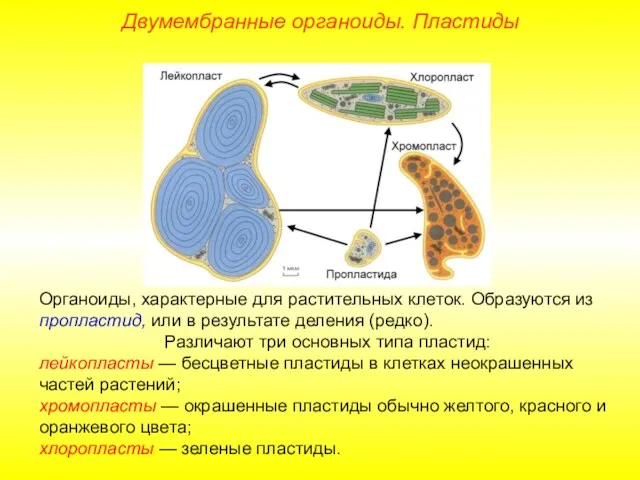 Органоиды, характерные для растительных клеток. Образуются из пропластид, или в