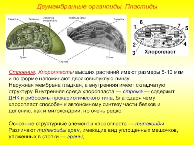 Двумембранные органоиды. Пластиды Строение. Хлоропласты высших растений имеют размеры 5-10