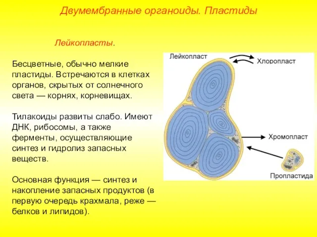 Лейкопласты. Бесцветные, обычно мелкие пластиды. Встречаются в клетках органов, скрытых