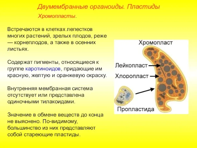 Хромопласты. Встречаются в клетках лепестков многих растений, зрелых плодов, реже