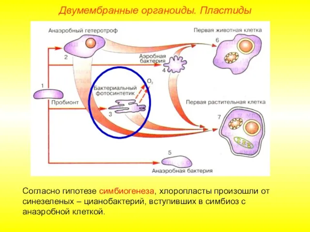 Двумембранные органоиды. Пластиды Согласно гипотезе симбиогенеза, хлоропласты произошли от синезеленых