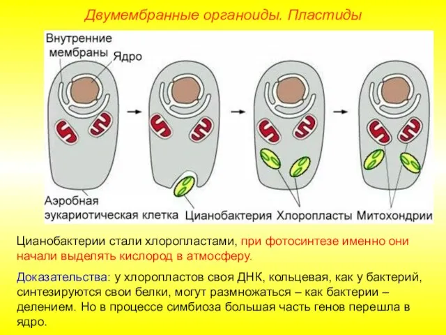 Двумембранные органоиды. Пластиды Цианобактерии стали хлоропластами, при фотосинтезе именно они