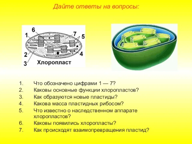 Что обозначено цифрами 1 — 7? Каковы основные функции хлоропластов?