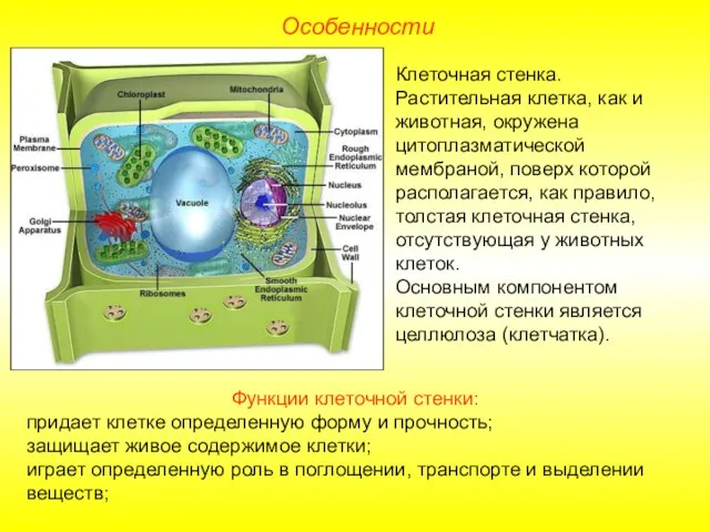 Клеточная стенка. Растительная клетка, как и животная, окружена цитоплазматической мембраной,