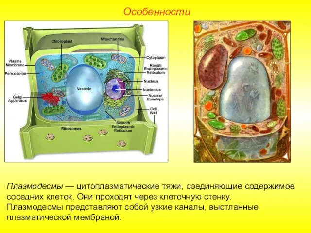 Особенности Плазмодесмы — цитоплазматические тяжи, соединяющие содержимое соседних клеток. Они