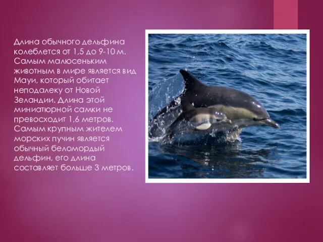 Длина обычного дельфина колеблется от 1,5 до 9-10 м. Самым