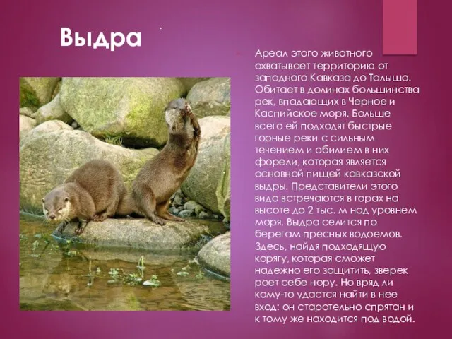 Ареал этого животного охватывает территорию от западного Кавказа до Талыша.