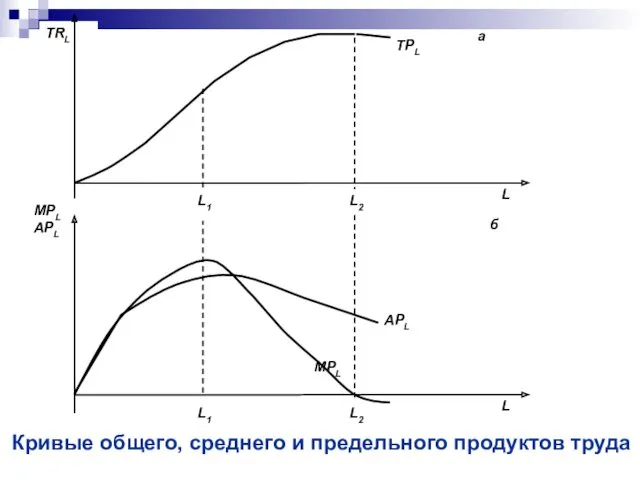 Кривые общего, среднего и предельного продуктов труда