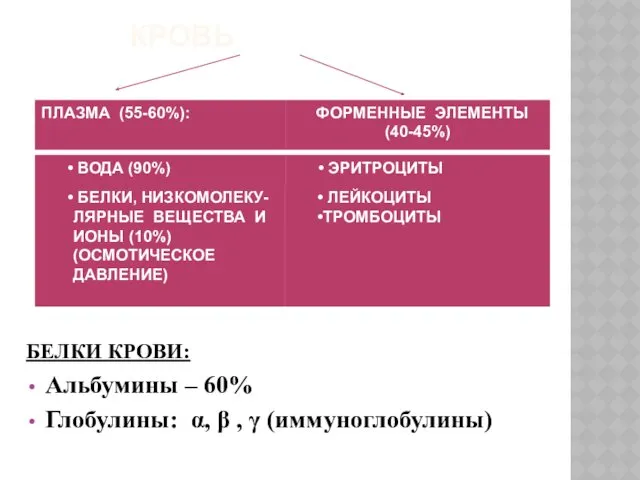 КРОВЬ БЕЛКИ КРОВИ: Альбумины – 60% Глобулины: α, β , γ (иммуноглобулины)