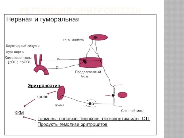 РЕГУЛЯЦИЯ ЭРИТРОПОЭЗА Нервная и гуморальная гипоталямус Каротидный синус и дуга