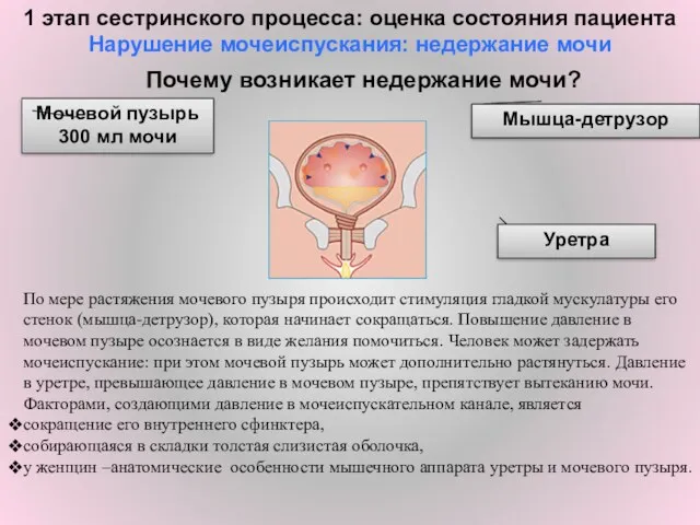 Почему возникает недержание мочи? Мышца-детрузор Мочевой пузырь 300 мл мочи