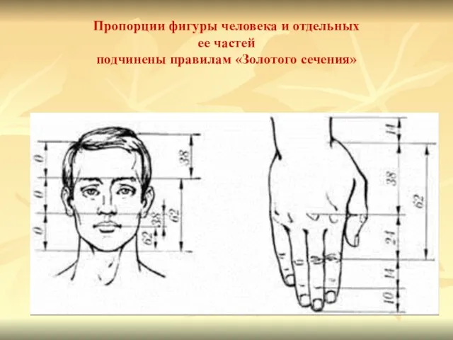 Пропорции фигуры человека и отдельных ее частей подчинены правилам «Золотого сечения»