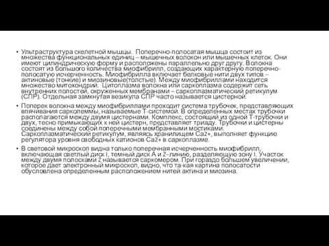 Ультраструктура скелетной мышцы. Поперечно-полосатая мышца состоит из множества функциональных единиц – мышечных волокон