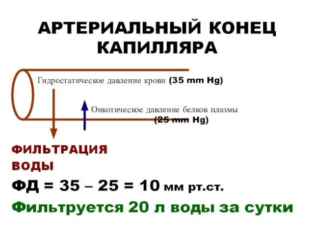 Гидростатическое давление крови (35 mm Hg) Онкотическое давление белков плазмы (25 mm Hg)