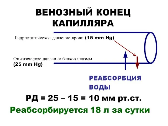 Гидростатическое давление крови (15 mm Hg) Онкотическое давление белков плазмы (25 mm Hg)