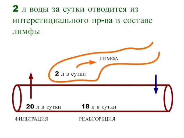 2 л воды за сутки отводится из интерстициального пр-ва в