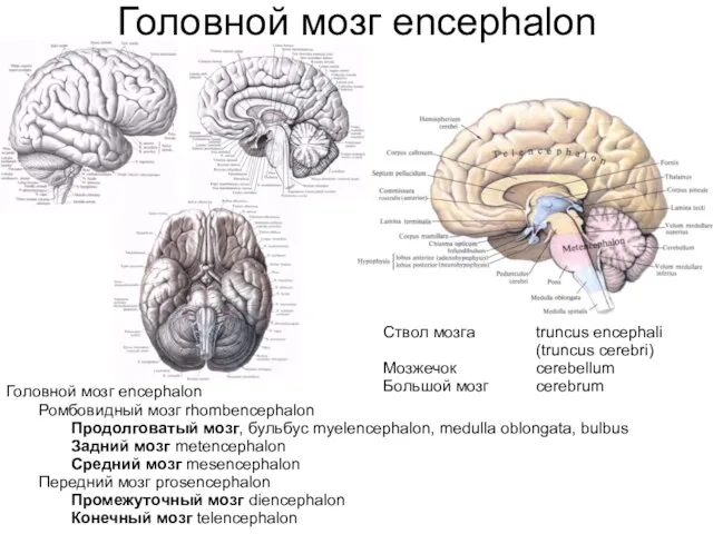 Головной мозг encephalon Ствол мозга Мозжечок Большой мозг truncus encephali