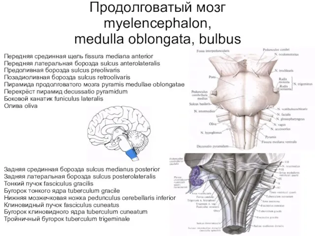 Продолговатый мозг myelencephalon, medulla oblongata, bulbus Передняя срединная щель fissura