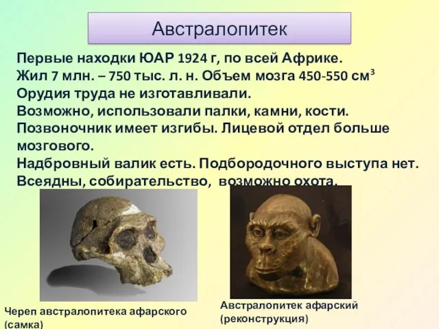 Австралопитек Австралопитек афарский (реконструкция) Череп австралопитека афарского (самка) Первые находки