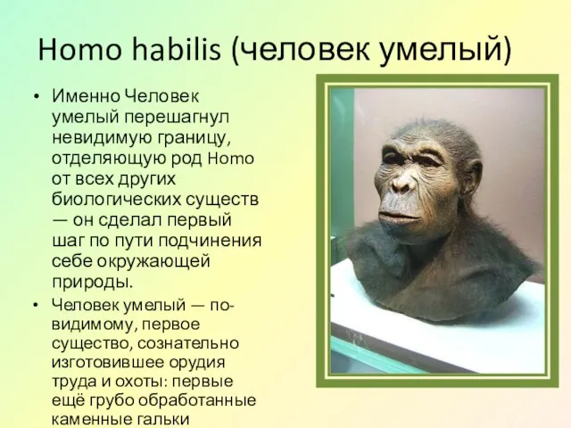 Homo habilis (человек умелый) Именно Человек умелый перешагнул невидимую границу,