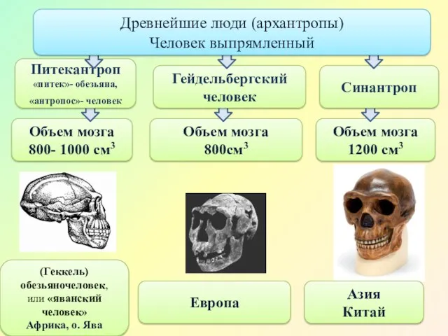 Объем мозга 800- 1000 см3 Объем мозга 800см3 Объем мозга