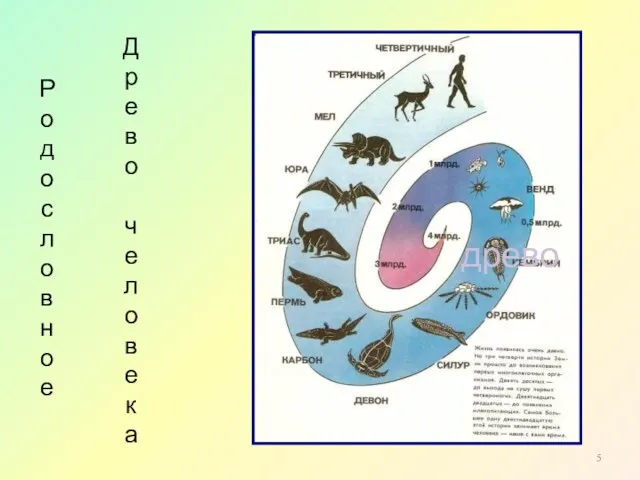 Р о д о с л о в н о е древо Древо человека