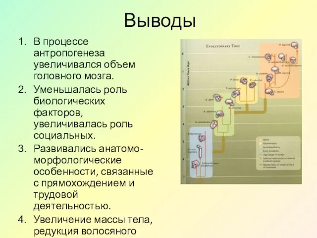 Выводы В процессе антропогенеза увеличивался объем головного мозга. Уменьшалась роль