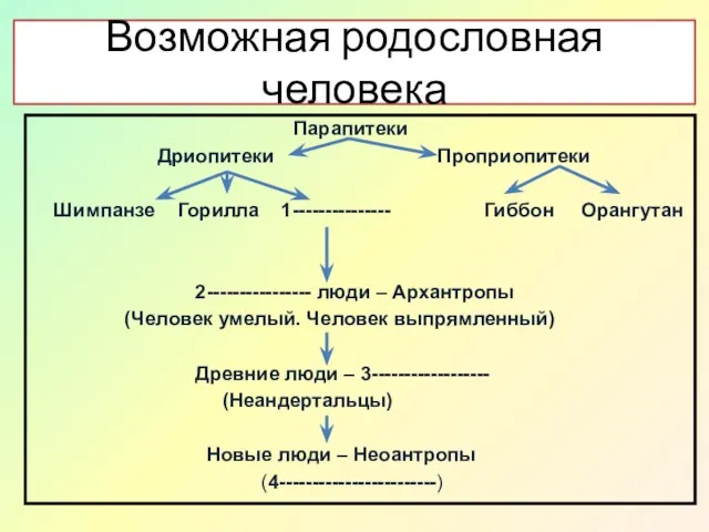 Возможная родословная человека Парапитеки Дриопитеки Проприопитеки Шимпанзе Горилла 1--------------- Гиббон