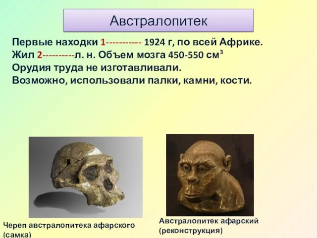 Австралопитек Австралопитек афарский (реконструкция) Череп австралопитека афарского (самка) Первые находки