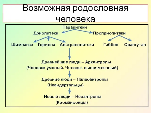 Возможная родословная человека Парапитеки Дриопитеки Проприопитеки Шимпанзе Горилла Австралопитеки Гиббон