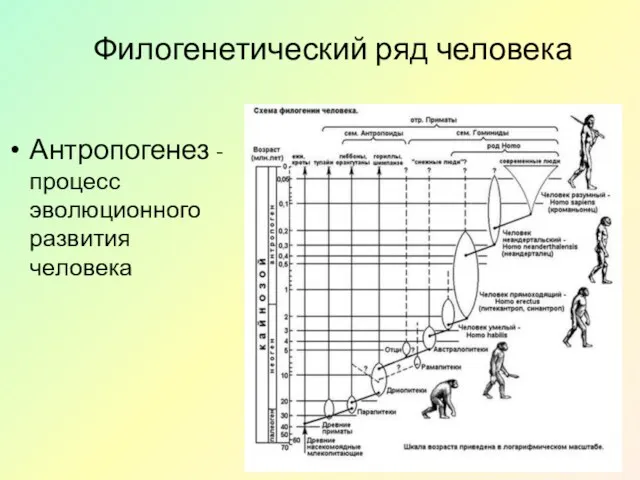 Филогенетический ряд человека Антропогенез - процесс эволюционного развития человека