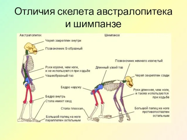 Отличия скелета австралопитека и шимпанзе