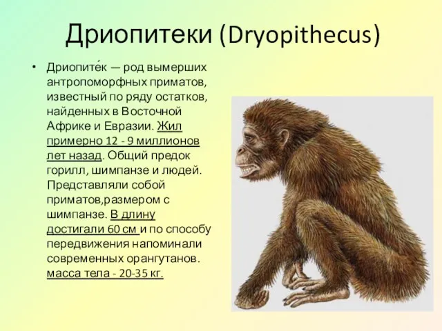 Дриопитеки (Dryopithecus) Дриопите́к — род вымерших антропоморфных приматов, известный по