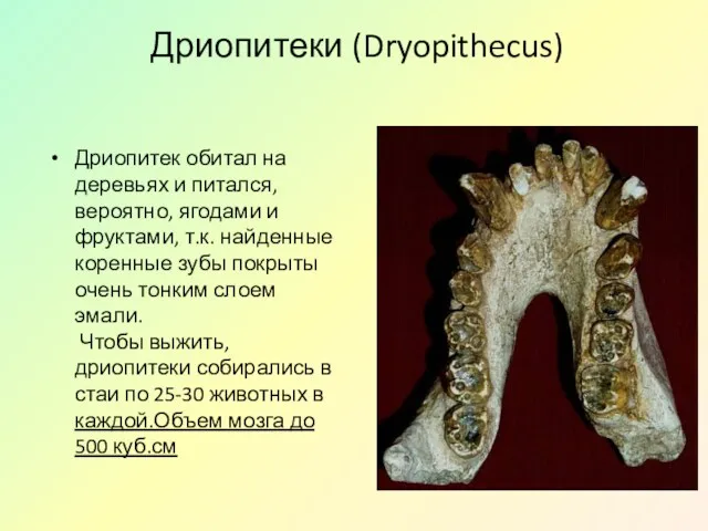 Дриопитеки (Dryopithecus) Дриопитек обитал на деревьях и питался, вероятно, ягодами