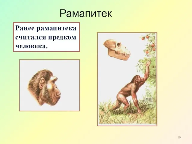 Рамапитек Ранее рамапитека считался предком человека.