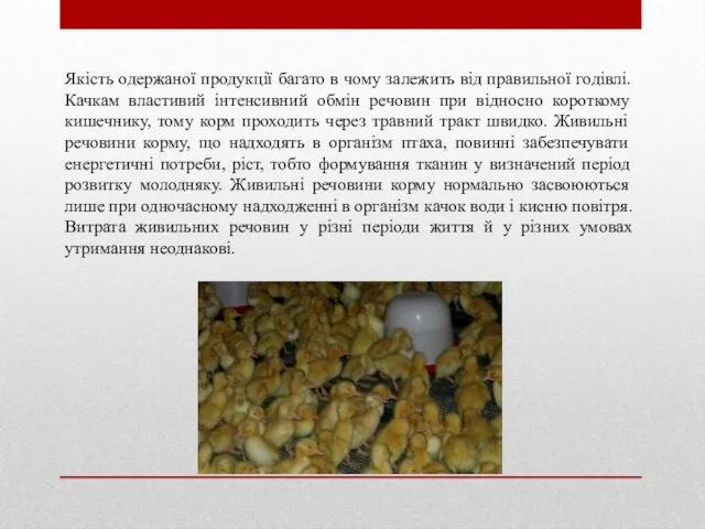 Якість одержаної продукції багато в чому залежить від правильної годівлі.