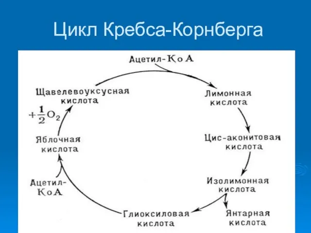 Цикл Кребса-Корнберга