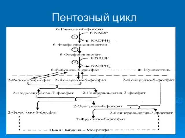 Пентозный цикл