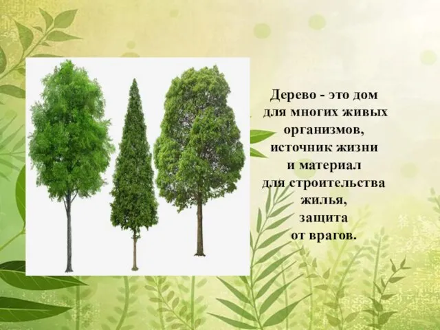 Дерево - это дом для многих живых организмов, источник жизни и материал для