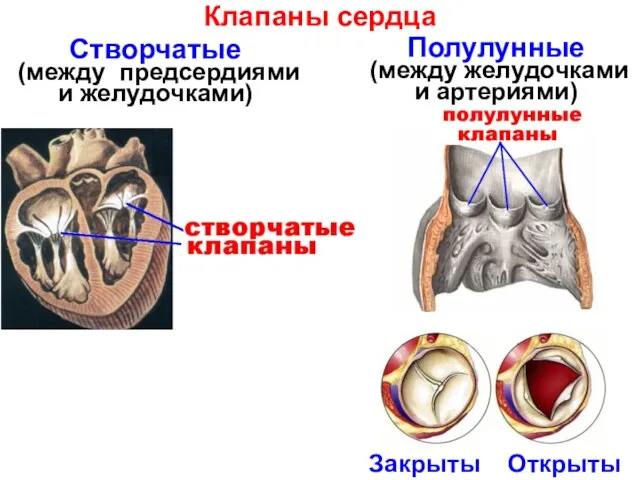 Клапаны сердца Створчатые (между предсердиями и желудочками) Полулунные (между желудочками и артериями) Закрыты Открыты