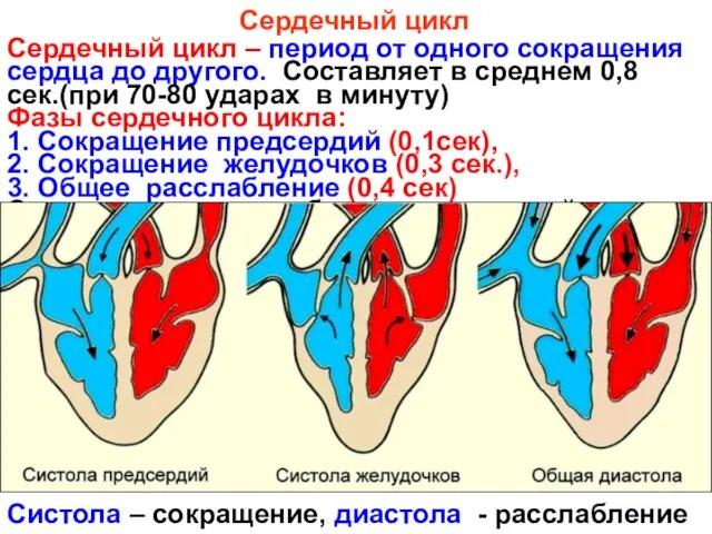 Сердечный цикл Сердечный цикл – период от одного сокращения сердца