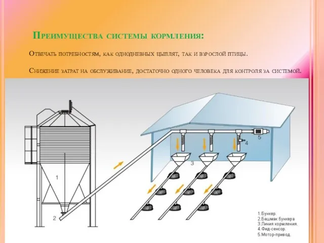 Преимущества системы кормления: Отвечать потребностям, как однодневных цыплят, так и