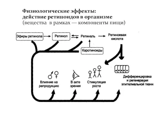 Физиологические эффекты: действие ретиноидов в организме (вещества в рамках — компоненты пищи)