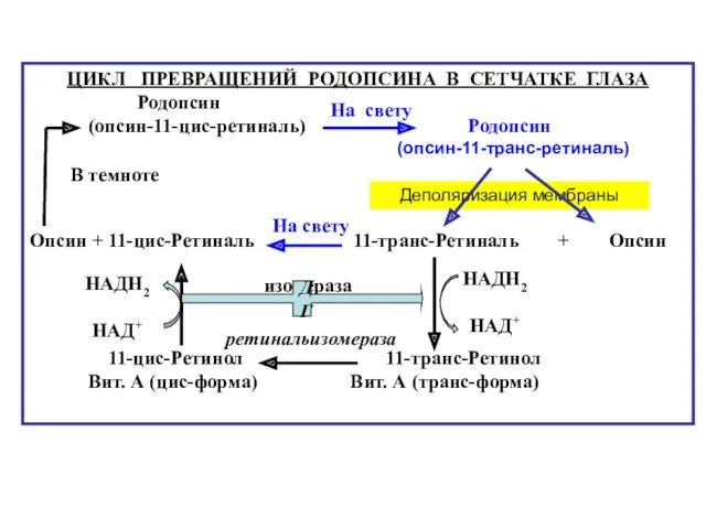 Деполяризация мембраны ЦИКЛ ПРЕВРАЩЕНИЙ РОДОПСИНА В СЕТЧАТКЕ ГЛАЗА Родопсин (опсин-11-цис-ретиналь)