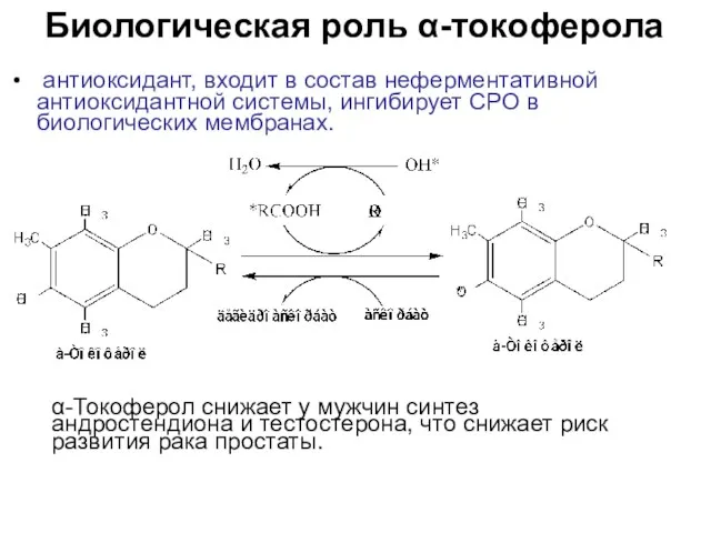 Биологическая роль α-токоферола антиоксидант, входит в состав неферментативной антиоксидантной системы,