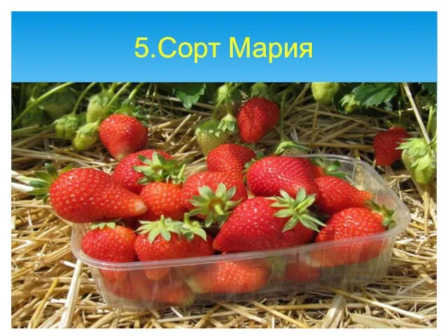 5.Сорт Мария