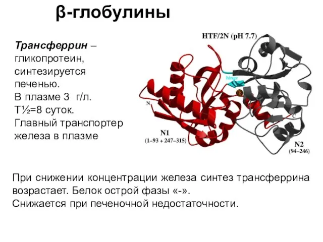 β-глобулины При снижении концентрации железа синтез трансферрина возрастает. Белок острой фазы «-». Снижается