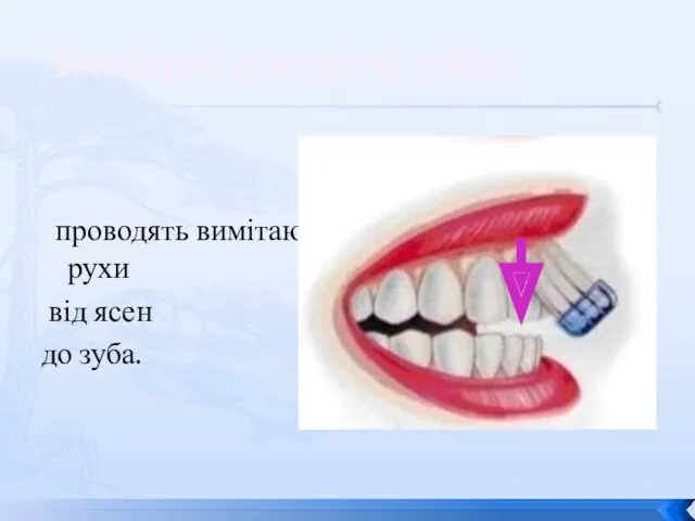 проводять вимітаючі рухи від ясен до зуба. Зовнішні поверхні зубів: