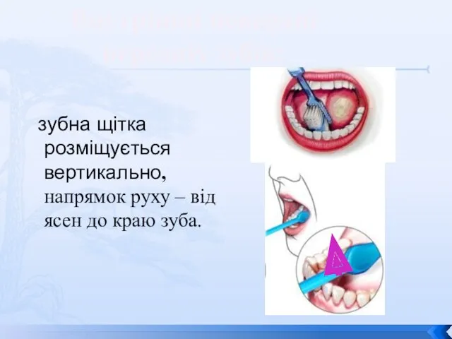 зубна щітка розміщується вертикально, напрямок руху – від ясен до краю зуба. Внутрішні поверхні передніх зубів: