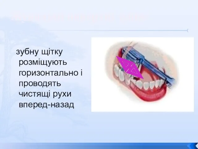 зубну щітку розміщують горизонтально і проводять чистящі рухи вперед-назад Жувальні поверхні зубів: